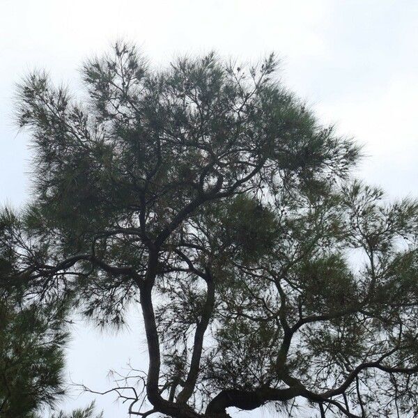 Casuarina cunninghamiana ᱥᱟᱠᱟᱢ