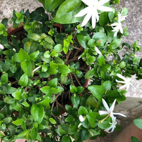 Jasminum laurifolium عادت داشتن