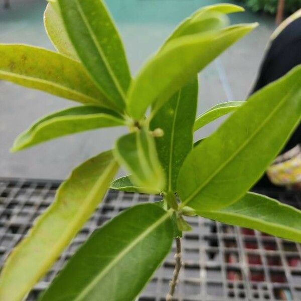 Cestrum diurnum Leaf