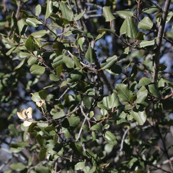 Rhamnus crocea Агульны выгляд