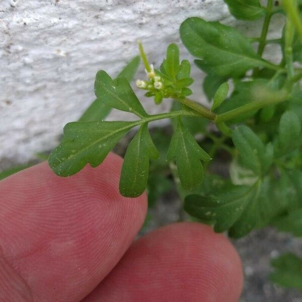 Cardamine bonariensis Leaf