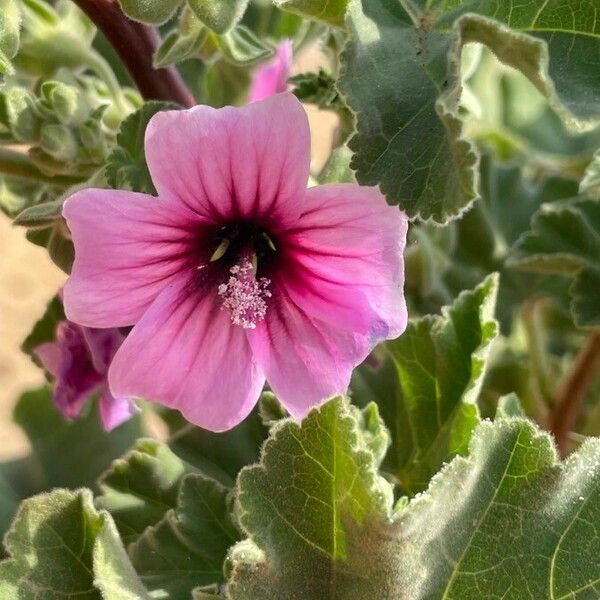 Malva arborea Virág