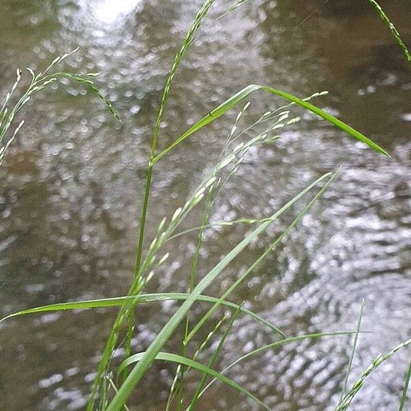 Poa nemoralis Blüte