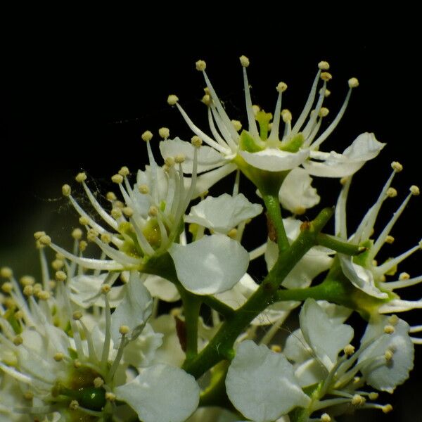 Prunus serotina Flower