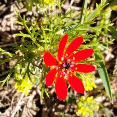 Adonis flammea Flower