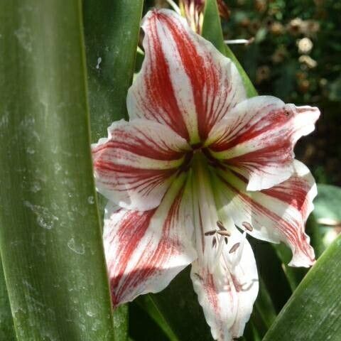 Hippeastrum vittatum Floare