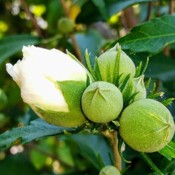 Hibiscus syriacus Flower