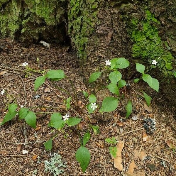 Claytonia sibirica Συνήθη χαρακτηριστικά