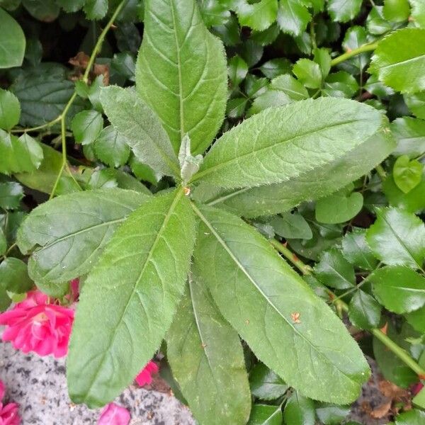 Cirsium altissimum 叶