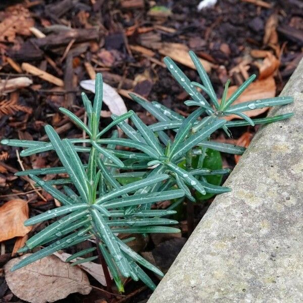 Euphorbia lathyris Leaf