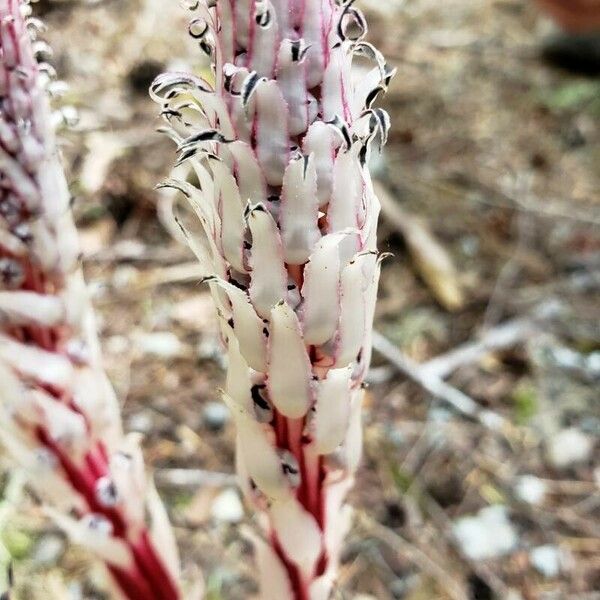 Allotropa virgata Flower