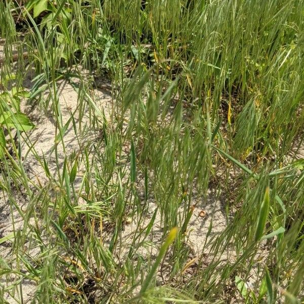 Bromus tectorum Folha