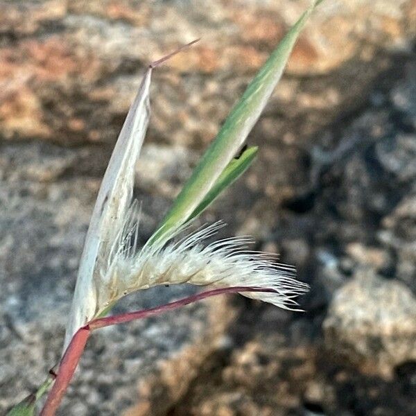 Tetrapogon cenchriformis Kvet