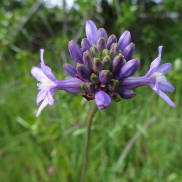 Dichelostemma multiflorum Blüte