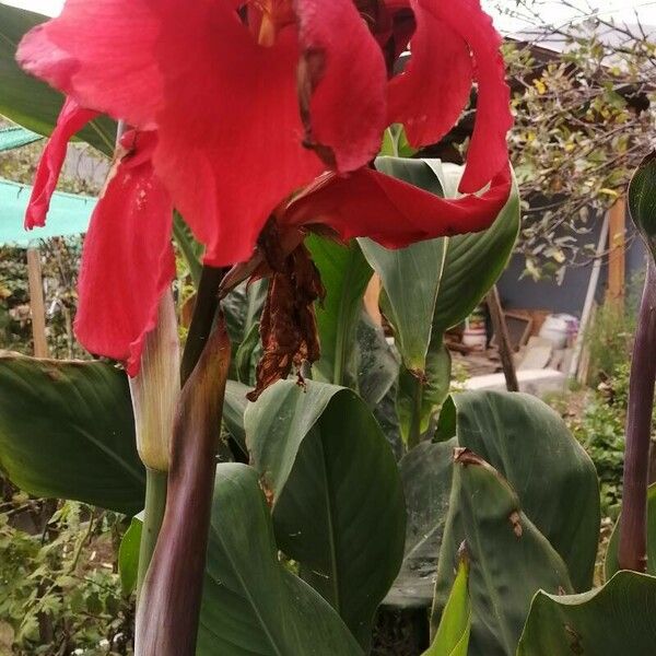 Canna × hybrida Žiedas