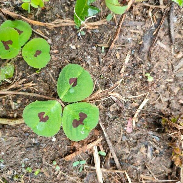 Medicago arabica List