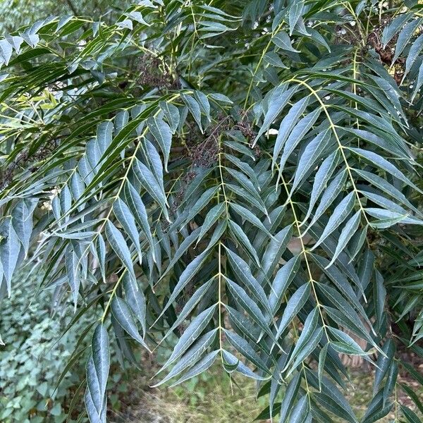 Pistacia chinensis Feuille