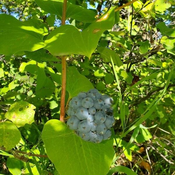 Smilax herbacea Fruto