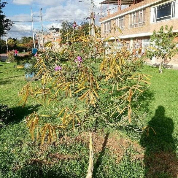 Tephrosia vogelii Blatt