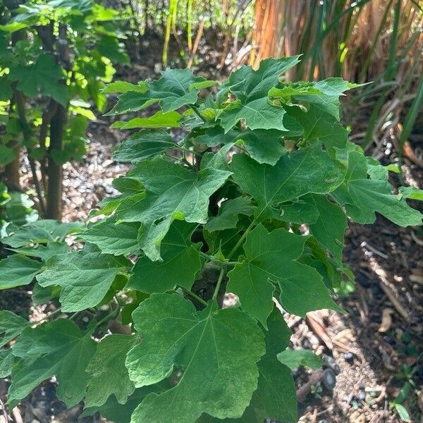 Montanoa hibiscifolia Leaf