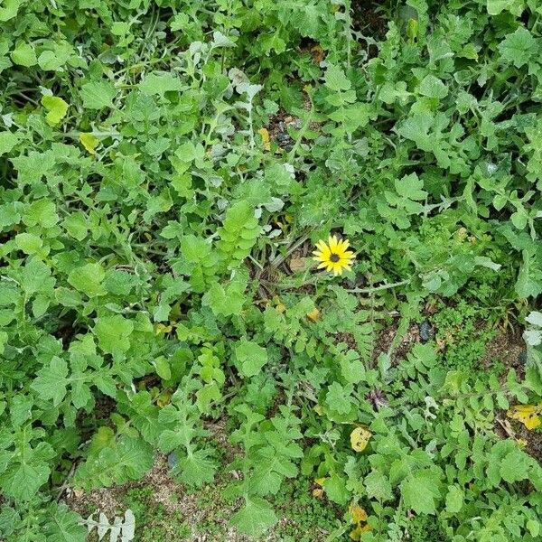 Arctotheca calendula পাতা