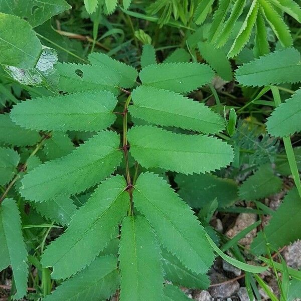 Sanguisorba canadensis Leaf