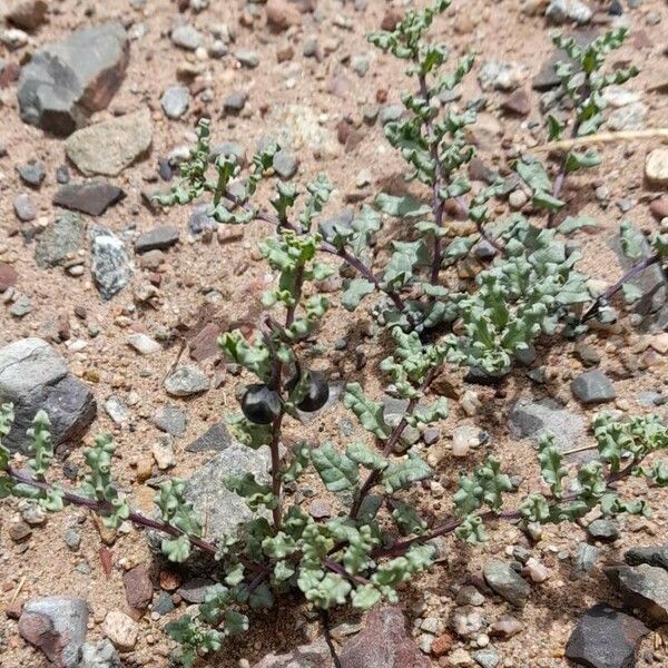 Solanum sinuatirecurvum Habit