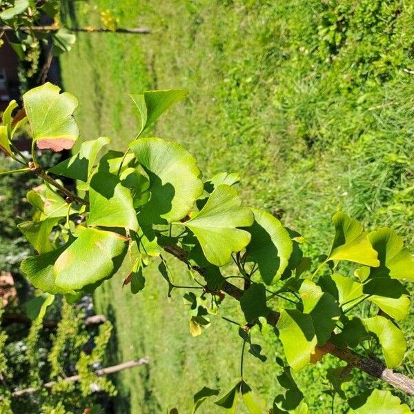 Ginkgo biloba Folio