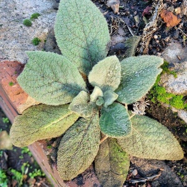 Verbascum boerhavii Elinympäristö