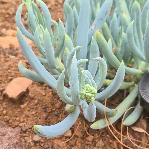 Senecio serpens Leaf