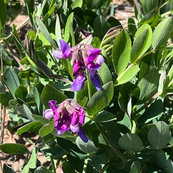 Lathyrus japonicus Blomst