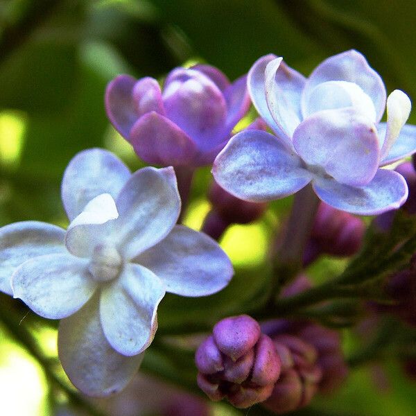 Syringa vulgaris Fiore