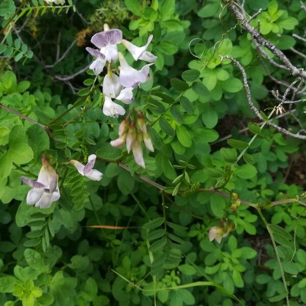 Vicia sylvatica Hostoa