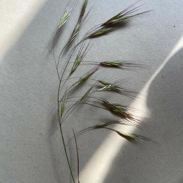 Bromus sterilis Flower