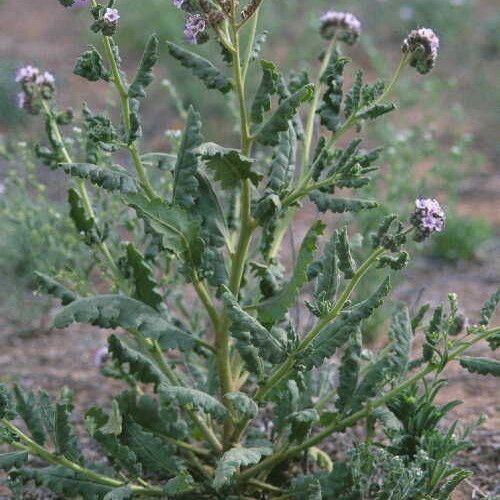 Phacelia integrifolia 整株植物