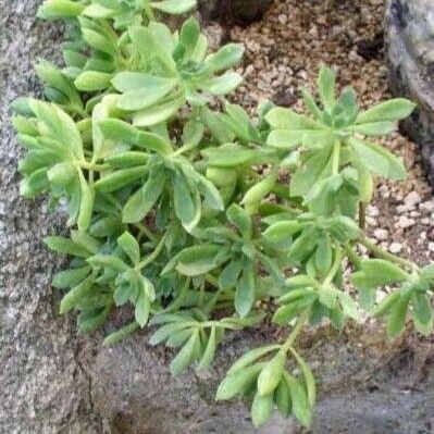 Aeonium lindleyi Yaprak