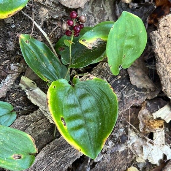 Maianthemum canadense Blad