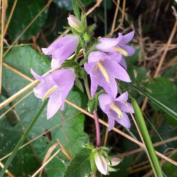 Campanula trachelium Kwiat