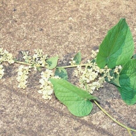 Poranopsis paniculata Tervik taim