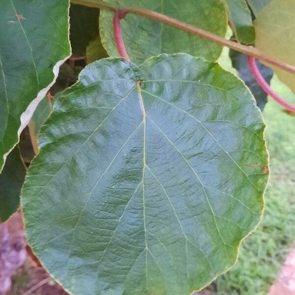 Actinidia chinensis Leaf