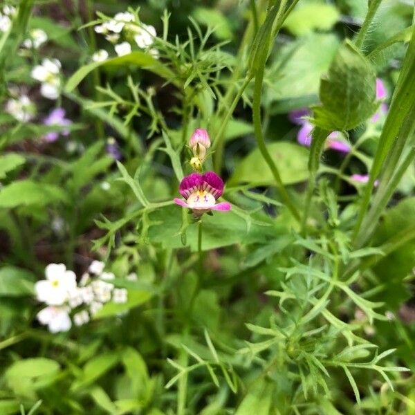 Schizanthus pinnatus Blüte