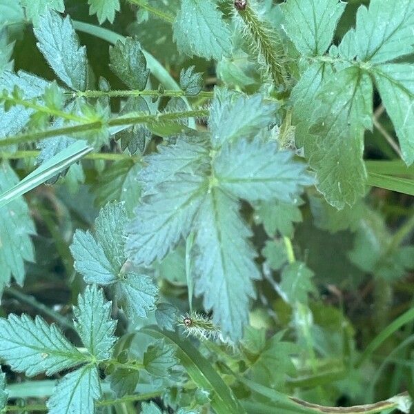 Agrimonia eupatoria Leaf