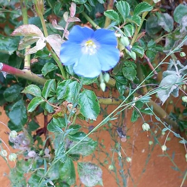 Linum perenne Blüte