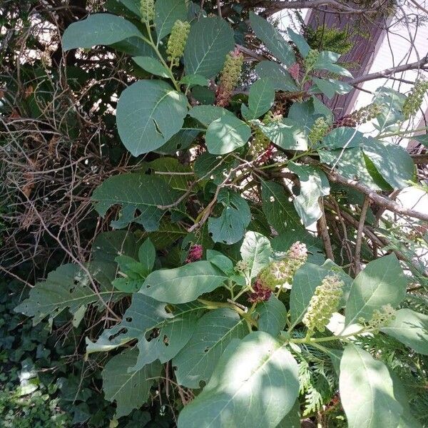 Phytolacca acinosa Vivejo