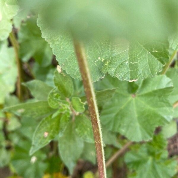 Malva parviflora Кора