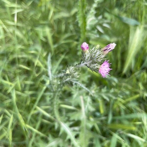 Carduus pycnocephalus Blüte