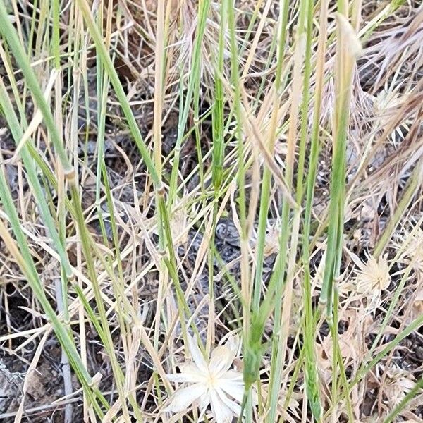 Aegilops triuncialis Bark