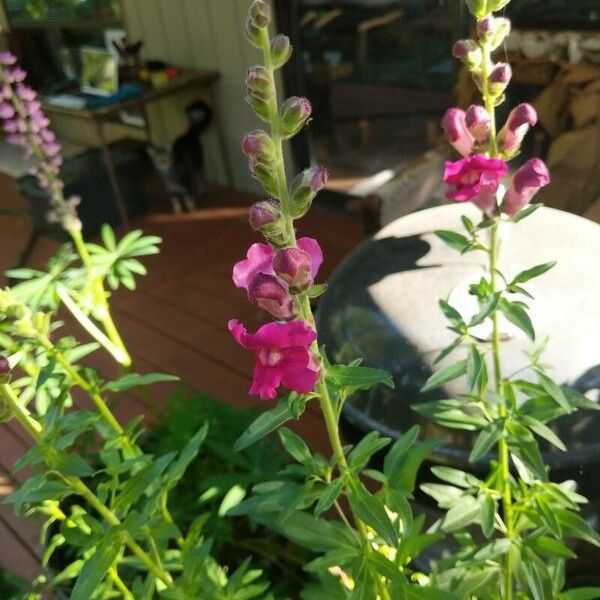 Antirrhinum majus Virág