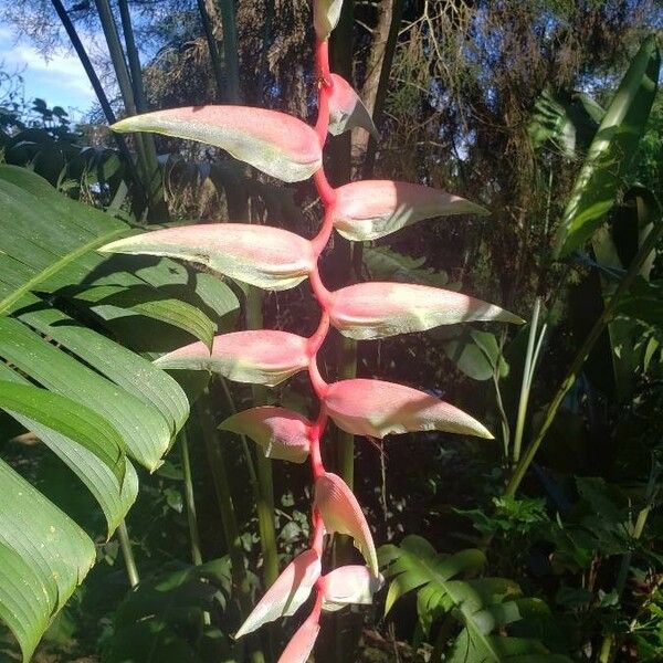 Heliconia chartacea Кветка