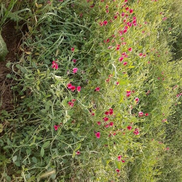 Lathyrus tingitanus Агульны выгляд